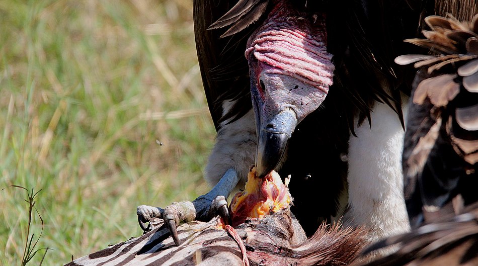 Ohrengeier am Zebrakadaver