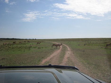 auf der Pirsch nach Leoparden