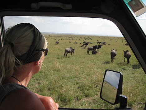 Pirschfahrt zwischen Gnus