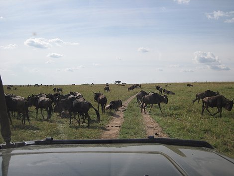 Pirschfahrt zwischen Gnus