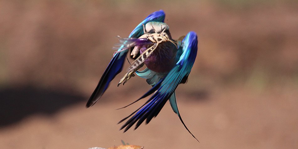 Gabelracke mit Beute (Coracias caudatus)