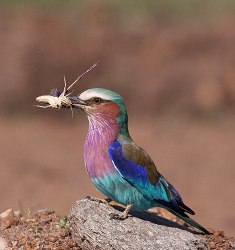 Gabelracke mit Beute (Coracias caudatus)