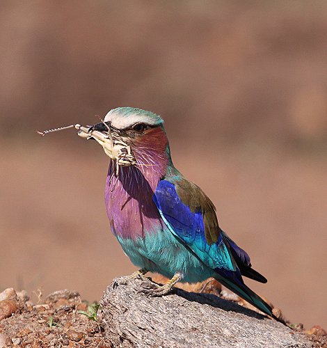 Gabelracke mit Beute (Coracias caudatus)