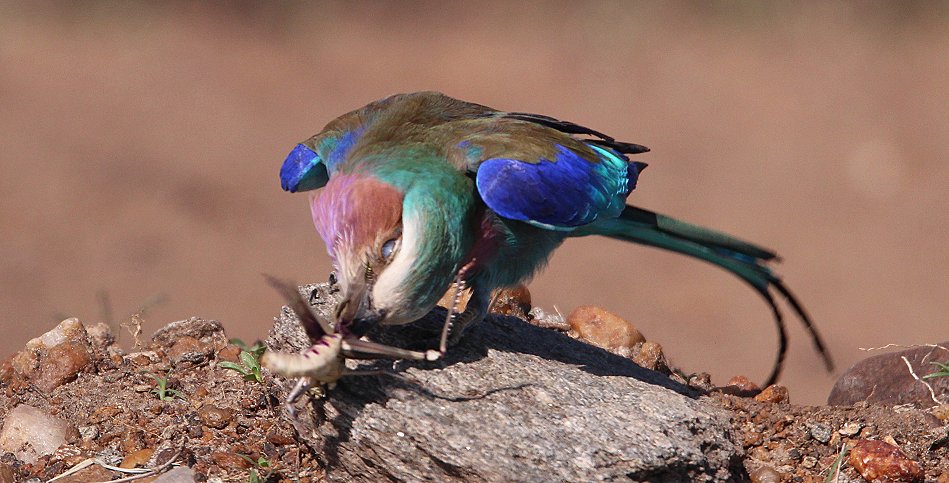 Gabelracke mit Beute (Coracias caudatus)