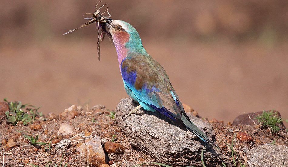 Gabelracke mit Beute (Coracias caudatus)
