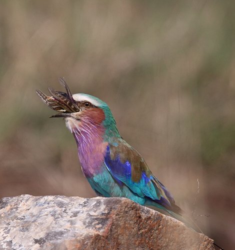 Gabelracke mit Beute (Coracias caudatus)
