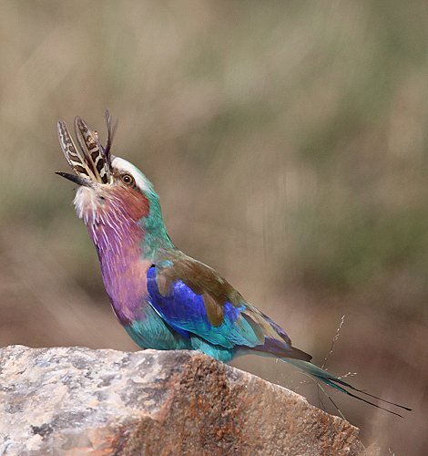 Gabelracke mit Beute (Coracias caudatus)