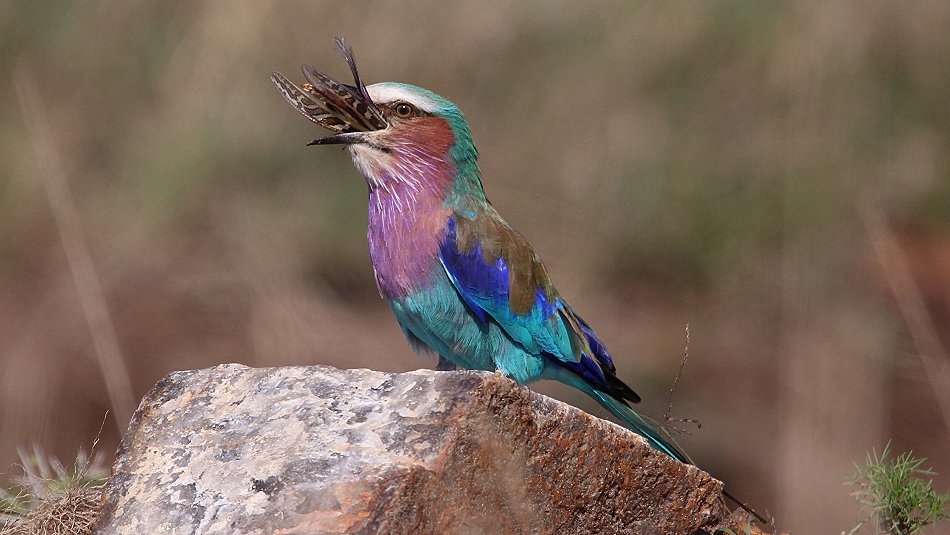 Gabelracke mit Beute (Coracias caudatus)