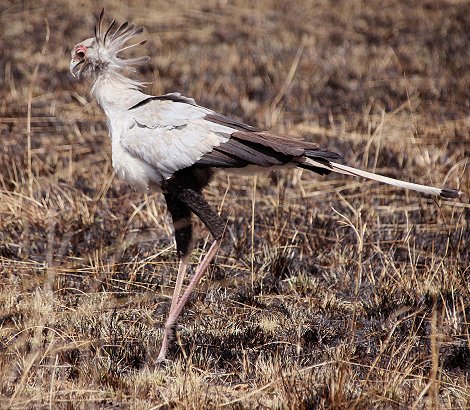 Sekretär auf verbrannter Fläche in der Masai Mara