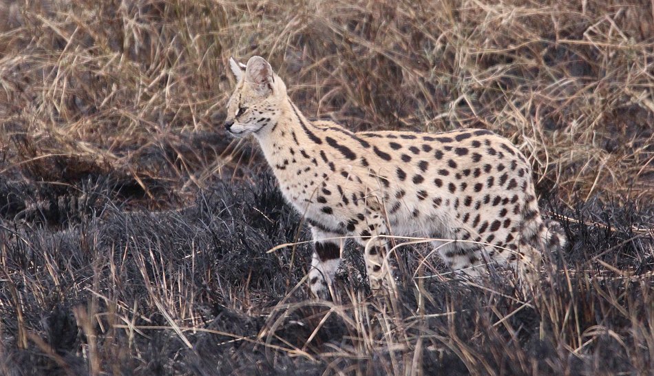 Serval nach Buschfeuer in der Masai Mara