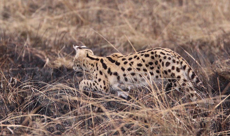 Serval nach Buschfeuer in der Masai Mara