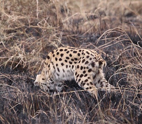 Serval nach Buschfeuer in der Masai Mara