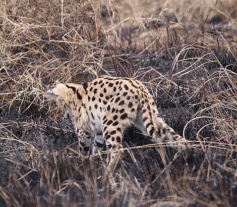 Serval nach Buschfeuer in der Masai Mara