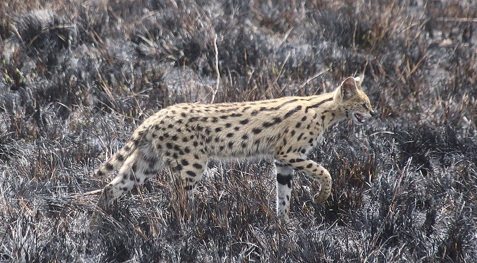 Serval nach Buschfeuer in der Masai Mara