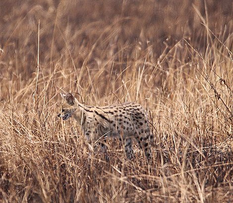 Serval nach Buschfeuer in der Masai Mara