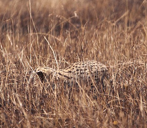 Serval nach Buschfeuer in der Masai Mara