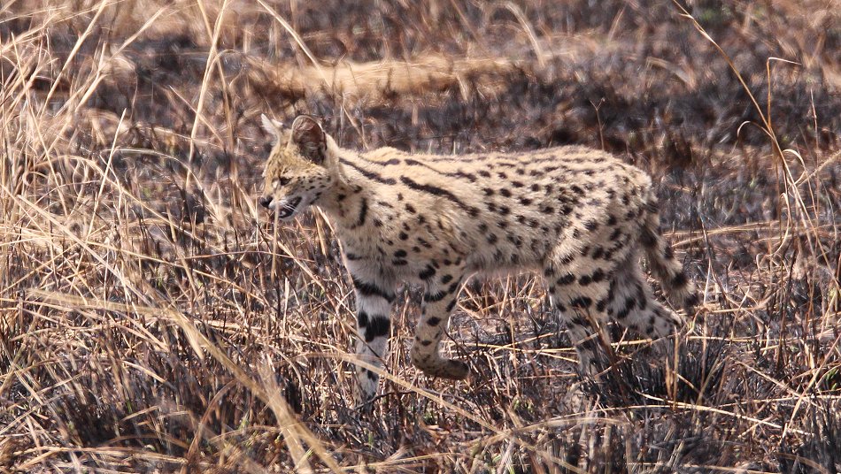 Serval nach Buschfeuer in der Masai Mara
