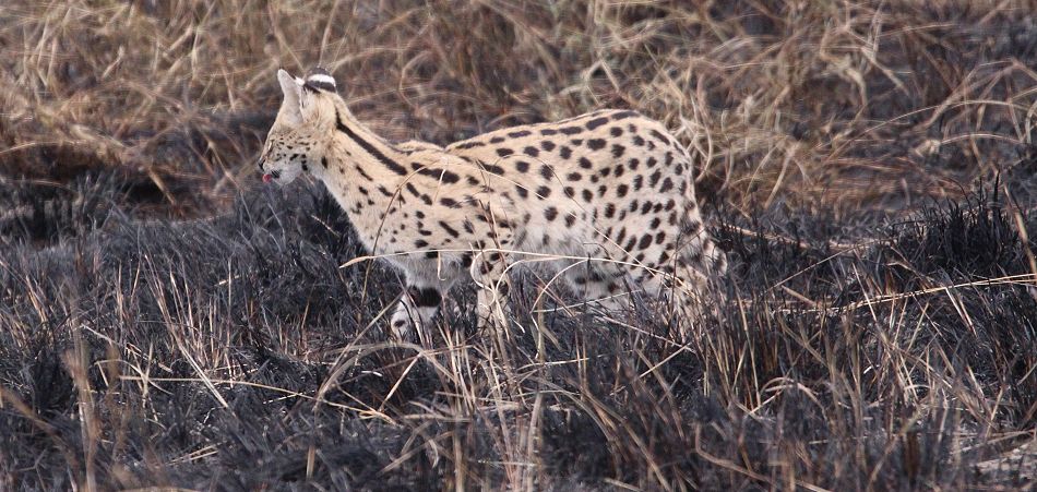 Serval Männchen auf verbrannter Erde nach Buschfeuer