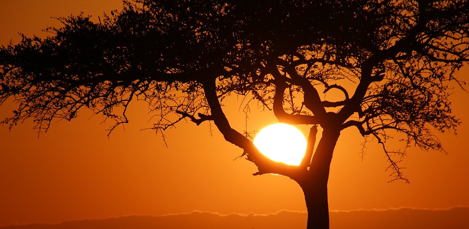 Sonnenaufgang in der Masai Mara