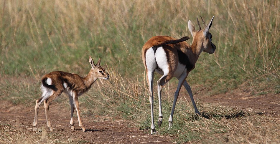 Thomson Gazelle mit Kitz