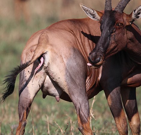 Topi mit neugeborenem Kalb