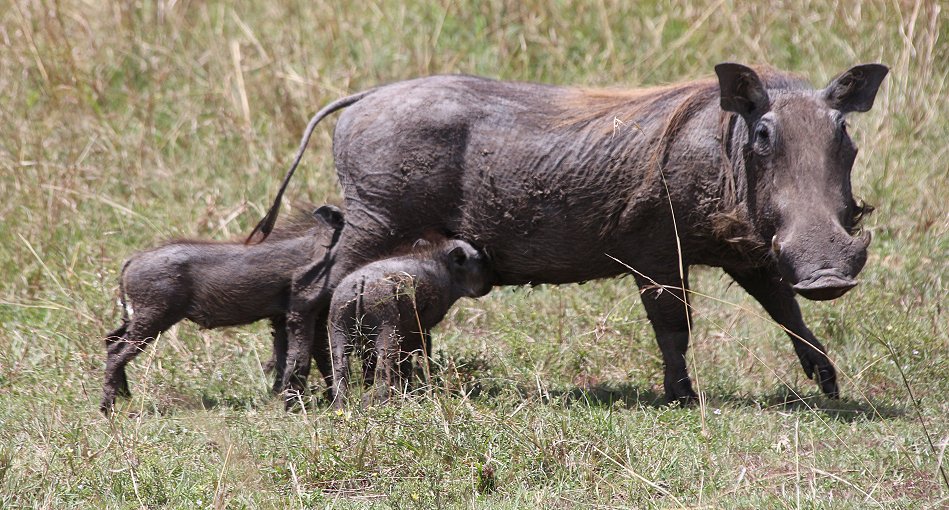Warzenschwein