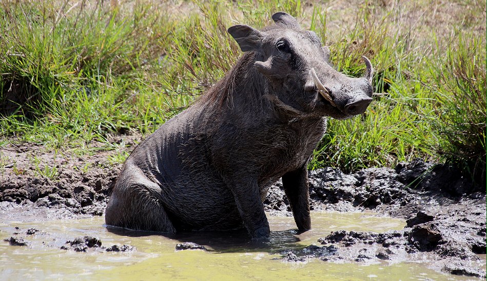 Warzenschweinmutter