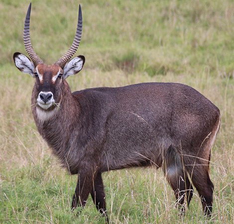 Defassa Wasserbock