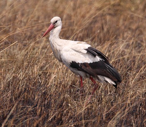 Weissstorch auf verbrannter Fläche in der Masai Mara