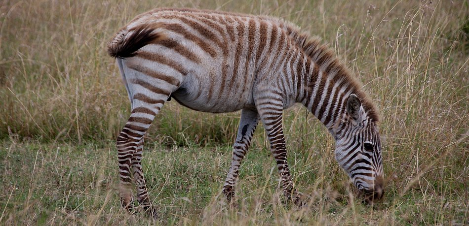 helles Zebra