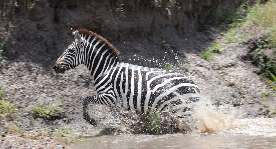Zebras in der Masai Mara
