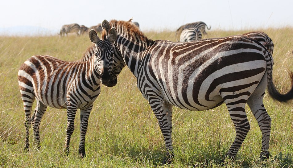 Zebras in der Masai Mara