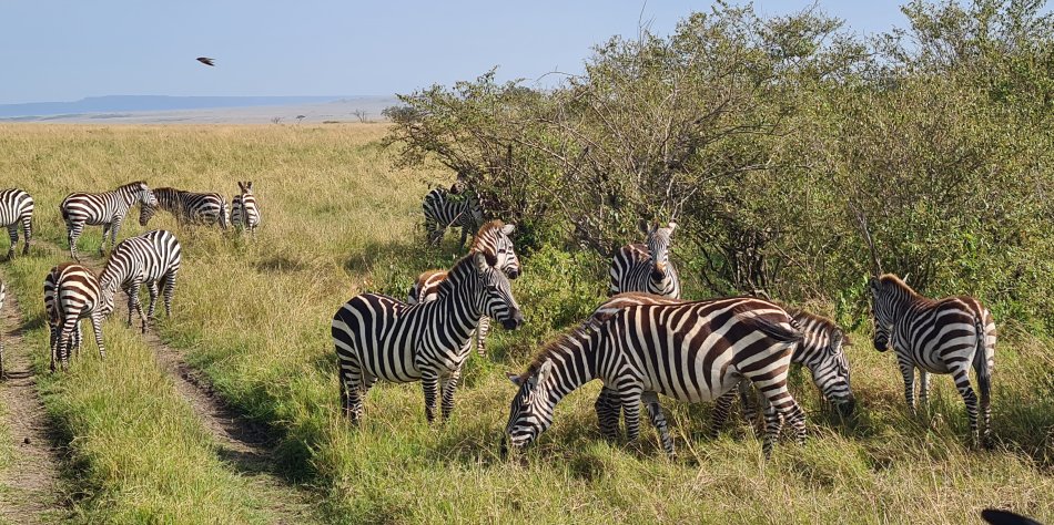 Zebras in der Masai Mara