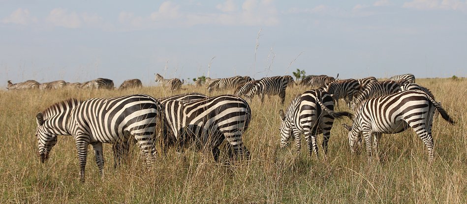 Zebras in der Masai Mara