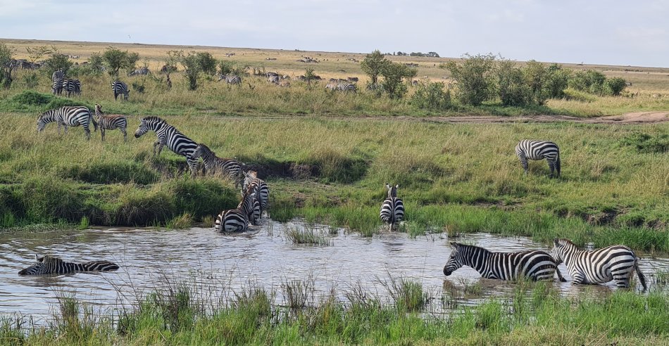 Zebras in der Masai Mara