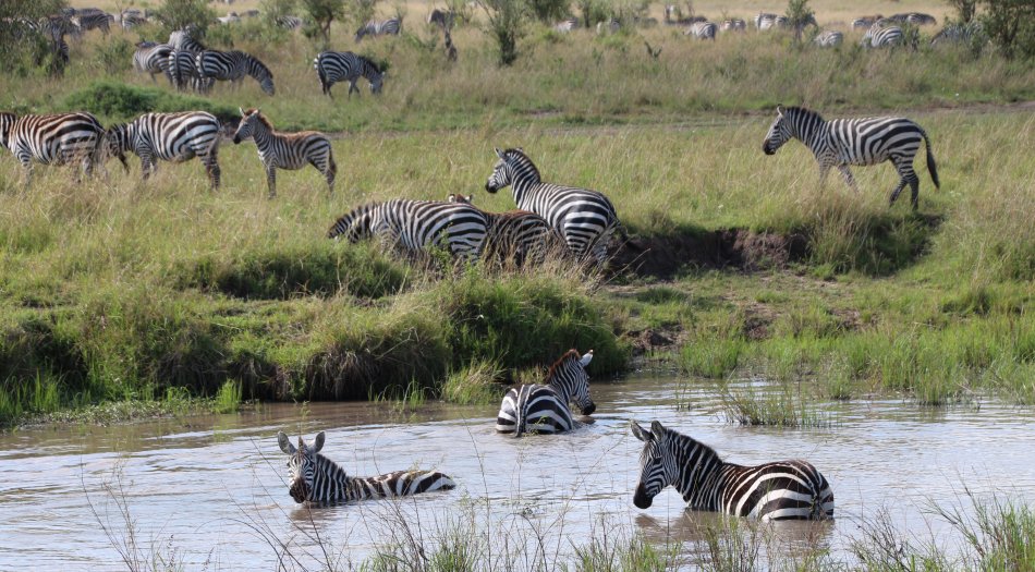 Zebras in der Masai Mara