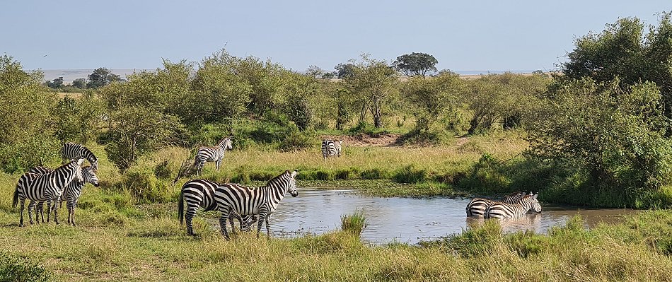 Zebras in der Masai Mara