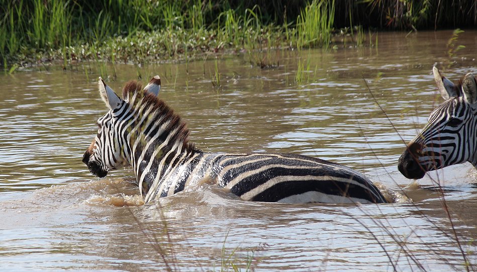 Zebras in der Masai Mara