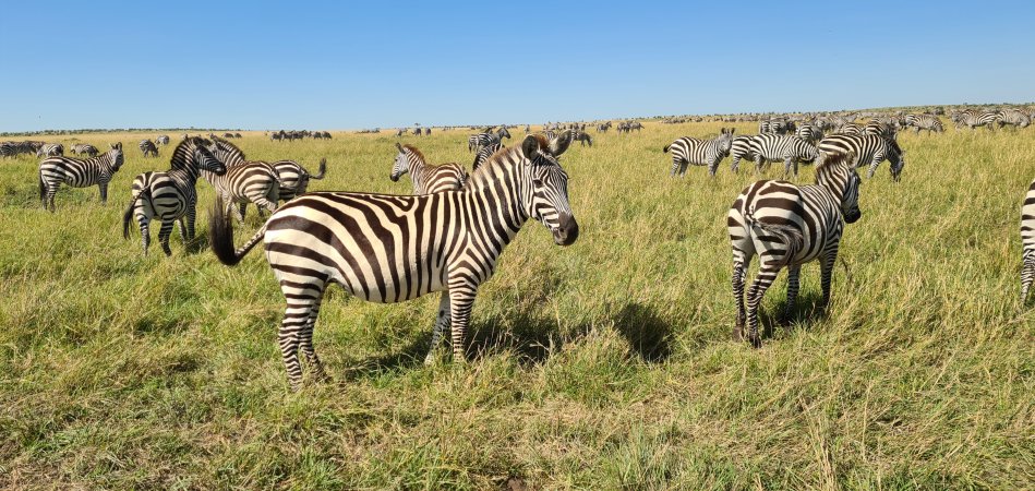 Masai Mara, Migration, große zebraherde