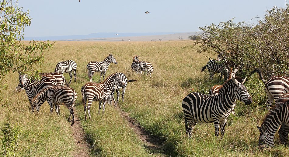Zebras in der Masai Mara