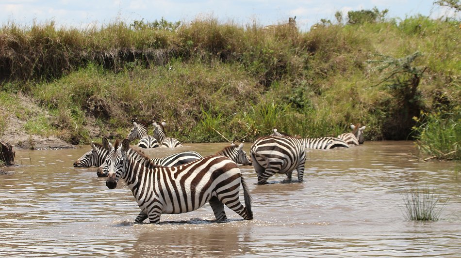 Zebras in der Masai Mara
