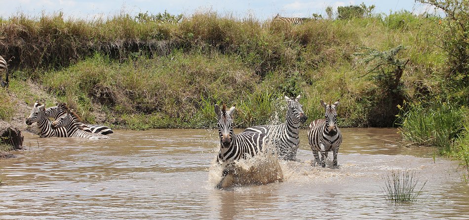 Zebras in der Masai Mara