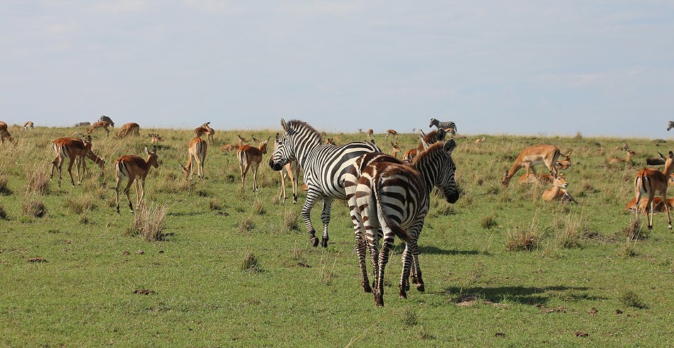 Zebras und Impalas
