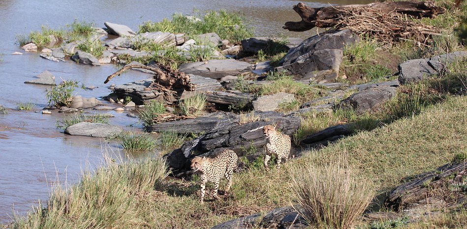 Geparden Männchen überqueren den Talek Fluss