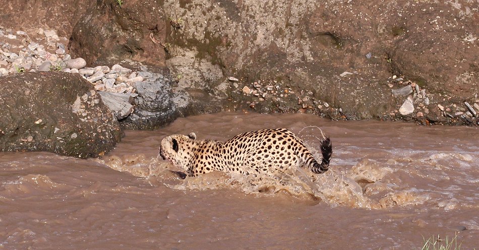 Geparden Männchen überqueren den Talek Fluss