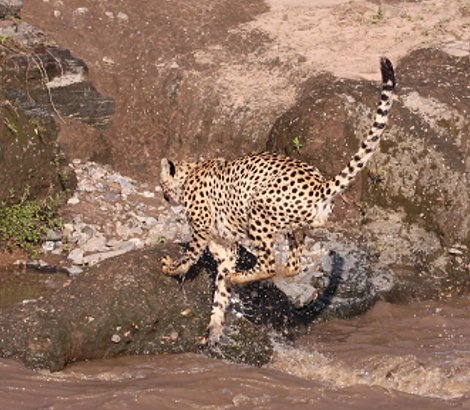 Geparden Männchen überqueren den Talek Fluss