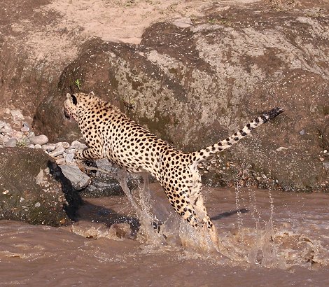 Geparden Männchen überqueren den Talek Fluss