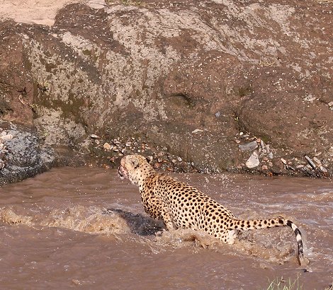 Geparden Männchen überqueren den Talek Fluss