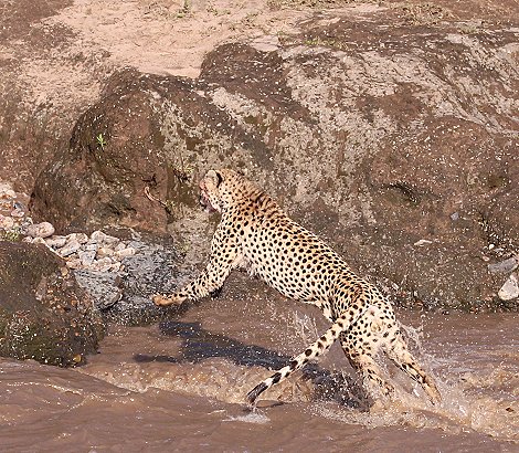 Geparden Männchen überqueren den Talek Fluss