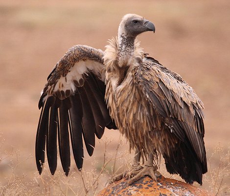 Geier im Nairobi Park